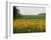 The Pack Rides Past a Sunflower Field During the Sixth Stage of the Tour De France-null-Framed Premium Photographic Print