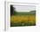 The Pack Rides Past a Sunflower Field During the Sixth Stage of the Tour De France-null-Framed Premium Photographic Print