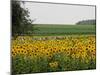 The Pack Rides Past a Sunflower Field During the Sixth Stage of the Tour De France-null-Mounted Premium Photographic Print