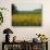 The Pack Rides Past a Sunflower Field During the Sixth Stage of the Tour De France-null-Premium Photographic Print displayed on a wall