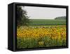 The Pack Rides Past a Sunflower Field During the Sixth Stage of the Tour De France-null-Framed Stretched Canvas