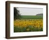 The Pack Rides Past a Sunflower Field During the Sixth Stage of the Tour De France-null-Framed Premium Photographic Print