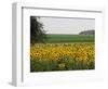 The Pack Rides Past a Sunflower Field During the Sixth Stage of the Tour De France-null-Framed Premium Photographic Print