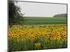 The Pack Rides Past a Sunflower Field During the Sixth Stage of the Tour De France-null-Mounted Premium Photographic Print