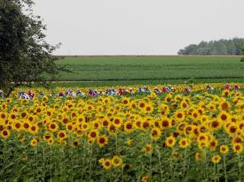 Tour De France Posters Prints Paintings Wall Art For Sale Allposters Com