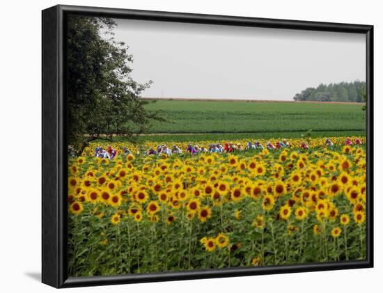 The Pack Rides Past a Sunflower Field During the Sixth Stage of the Tour De France-null-Framed Photographic Print