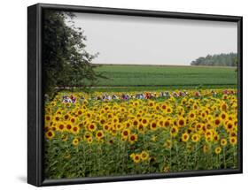 The Pack Rides Past a Sunflower Field During the Sixth Stage of the Tour De France-null-Framed Photographic Print