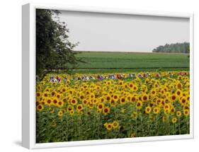 The Pack Rides Past a Sunflower Field During the Sixth Stage of the Tour De France-null-Framed Photographic Print
