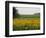 The Pack Rides Past a Sunflower Field During the Sixth Stage of the Tour De France-null-Framed Photographic Print