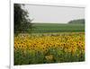 The Pack Rides Past a Sunflower Field During the Sixth Stage of the Tour De France-null-Framed Photographic Print