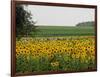 The Pack Rides Past a Sunflower Field During the Sixth Stage of the Tour De France-null-Framed Photographic Print
