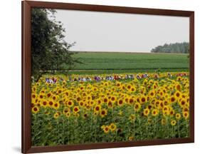 The Pack Rides Past a Sunflower Field During the Sixth Stage of the Tour De France-null-Framed Photographic Print