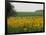 The Pack Rides Past a Sunflower Field During the Sixth Stage of the Tour De France-null-Framed Photographic Print