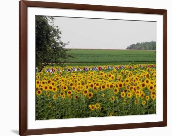 The Pack Rides Past a Sunflower Field During the Sixth Stage of the Tour De France-null-Framed Photographic Print