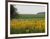 The Pack Rides Past a Sunflower Field During the Sixth Stage of the Tour De France-null-Framed Photographic Print