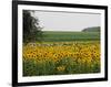 The Pack Rides Past a Sunflower Field During the Sixth Stage of the Tour De France-null-Framed Photographic Print