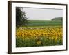 The Pack Rides Past a Sunflower Field During the Sixth Stage of the Tour De France-null-Framed Photographic Print