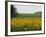 The Pack Rides Past a Sunflower Field During the Sixth Stage of the Tour De France-null-Framed Photographic Print