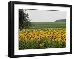 The Pack Rides Past a Sunflower Field During the Sixth Stage of the Tour De France-null-Framed Photographic Print