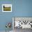 The Pack Rides Past a Sunflower Field During the Sixth Stage of the Tour De France-null-Framed Photographic Print displayed on a wall