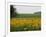 The Pack Rides Past a Sunflower Field During the Sixth Stage of the Tour De France-null-Framed Photographic Print