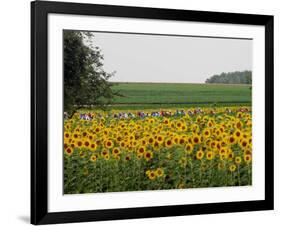 The Pack Rides Past a Sunflower Field During the Sixth Stage of the Tour De France-null-Framed Photographic Print