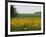 The Pack Rides Past a Sunflower Field During the Sixth Stage of the Tour De France-null-Framed Photographic Print