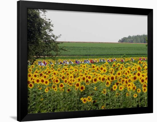 The Pack Rides Past a Sunflower Field During the Sixth Stage of the Tour De France-null-Framed Photographic Print