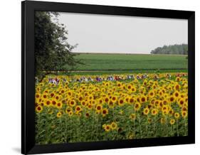 The Pack Rides Past a Sunflower Field During the Sixth Stage of the Tour De France-null-Framed Photographic Print