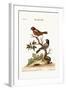 The Painted Finch, 1749-73-George Edwards-Framed Giclee Print