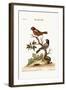 The Painted Finch, 1749-73-George Edwards-Framed Giclee Print