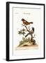 The Painted Finch, 1749-73-George Edwards-Framed Giclee Print