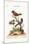 The Painted Finch, 1749-73-George Edwards-Mounted Giclee Print