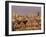 The 'Painted Ladies', Victorian Houses on Alamo Square, San Francisco, California, USA-Roy Rainford-Framed Photographic Print