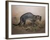 The Painted Ocelot (Felis Picta), C.1850-Joseph Wolf-Framed Giclee Print