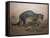 The Painted Ocelot (Felis Picta), C.1850-Joseph Wolf-Framed Stretched Canvas