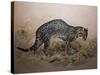 The Painted Ocelot (Felis Picta), C.1850-Joseph Wolf-Stretched Canvas