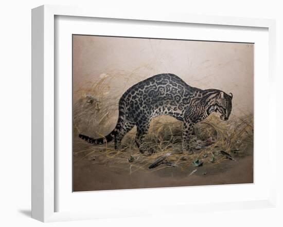 The Painted Ocelot (Felis Picta), C.1850-Joseph Wolf-Framed Giclee Print