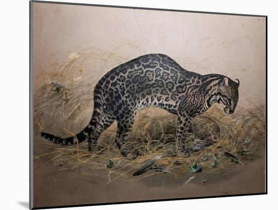 The Painted Ocelot (Felis Picta), C.1850-Joseph Wolf-Mounted Giclee Print