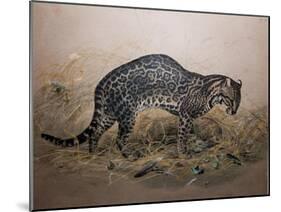 The Painted Ocelot (Felis Picta), C.1850-Joseph Wolf-Mounted Giclee Print