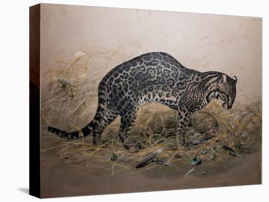 The Painted Ocelot (Felis Picta), C.1850-Joseph Wolf-Stretched Canvas