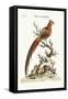 The Painted Pheasant from China, 1749-73-George Edwards-Framed Stretched Canvas