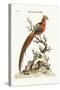 The Painted Pheasant from China, 1749-73-George Edwards-Stretched Canvas