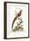 The Painted Pheasant from China, 1749-73-George Edwards-Framed Giclee Print