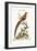 The Painted Pheasant from China, 1749-73-George Edwards-Framed Giclee Print