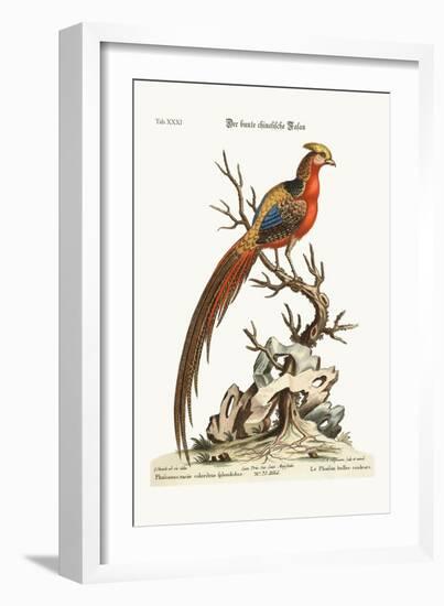 The Painted Pheasant from China, 1749-73-George Edwards-Framed Giclee Print