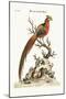 The Painted Pheasant from China, 1749-73-George Edwards-Mounted Giclee Print
