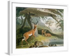 The Pallah, Plate 9 from 'African Scenery and Animals', Engraved by the Artist, 1804-Samuel Daniell-Framed Giclee Print