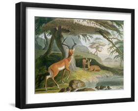 The Pallah, Plate 9 from 'African Scenery and Animals', Engraved by the Artist, 1804-Samuel Daniell-Framed Giclee Print