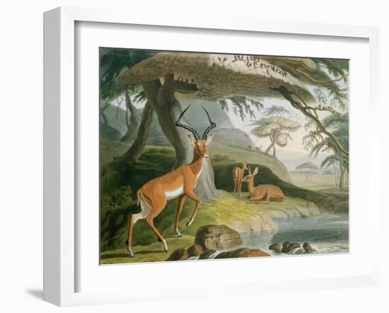 The Pallah, Plate 9 from 'African Scenery and Animals', Engraved by the Artist, 1804-Samuel Daniell-Framed Giclee Print